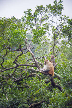 Monkey on tree in a forest, Hong Kongの写真素材