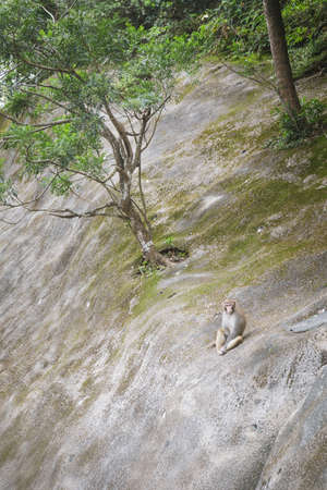Monkey is resting on a riftの写真素材