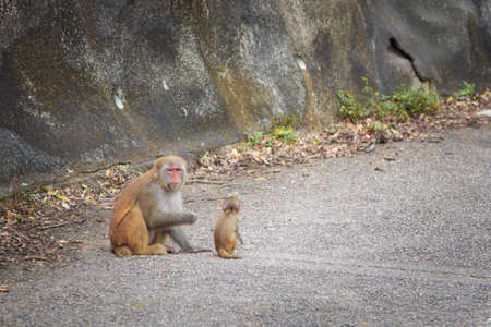 Monkeys in the middle of a road, Hong Kongの写真素材