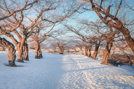 path in snowの写真素材