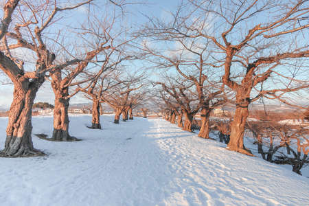 path in snowの写真素材