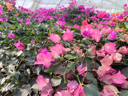 Flower in greenhouseの写真素材