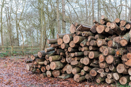 Winter Log trunks pile, the logging timber wood industry. forest pine and spruce trees. nobodyの写真素材