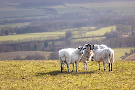 Group of Sheep relaxing on grass, spring evening, south of England, daytimeの写真素材