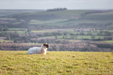 Group of Sheep relaxing on grass, spring evening, south of England, daytimeの写真素材