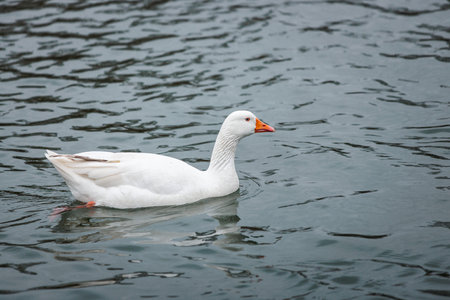 Cute duck at the River Thames, winter eveningの写真素材