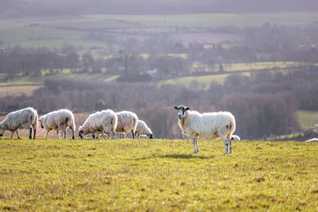 Group of Sheep relaxing on grass, spring evening, south of England, daytimeの写真素材