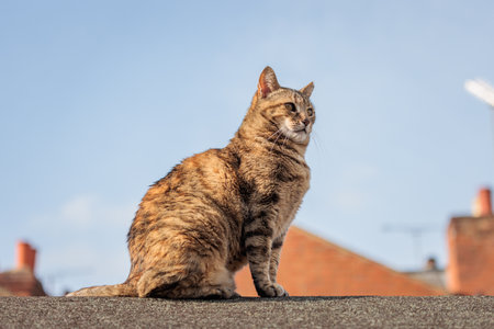 Cute stray cat on roof of a england house, daytime of summerの写真素材