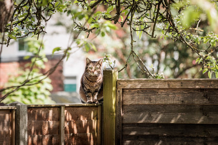 Cute stray cat on roof of a england house, daytime of summerの写真素材