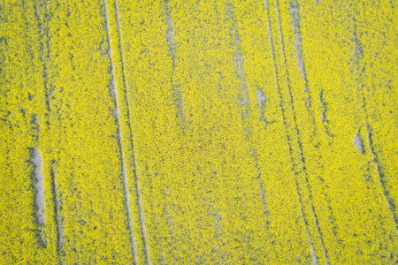 Beautiful rapeseed field in summer, daytime, nobody, aerial view