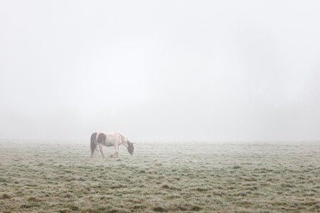 Horses on meadow, Foggy winter morning, England, daytimeの写真素材