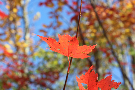 Red Autumnal Maple Leaves in Northern Vermontの写真素材