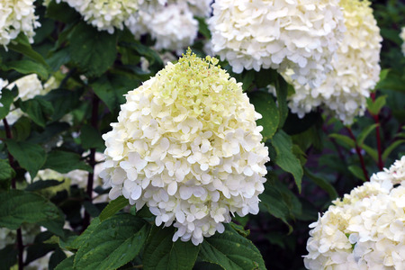 Beautiful White Flower Cluster in a Garden Greenhouseの写真素材
