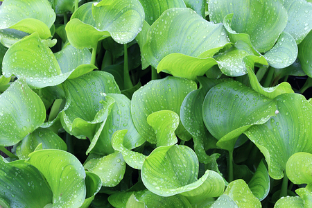 Morning Dew Drops on Green Water Leavesの写真素材