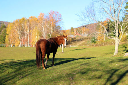 Horse and Horse Farm in Autumnal Northern Vermontの写真素材