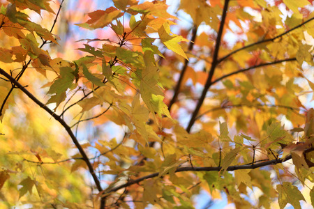 Colorful Autumnal Maple Leaves in Northern Vermontの写真素材