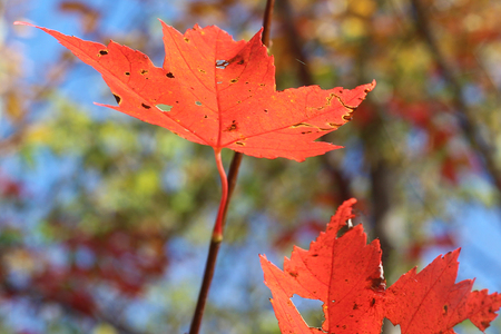 Red Autumnal Maple Leaves in Northern Vermontの写真素材