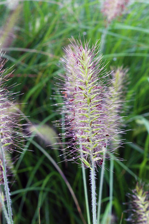 Dew Drops on a Purple Fuzzy Plantの写真素材