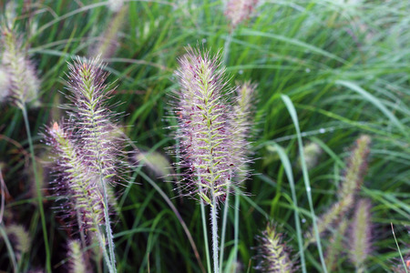 Dew Drops on a Purple Fuzzy Plantの写真素材