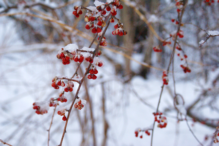 Snowy Winter Red Berries on the Branchの写真素材