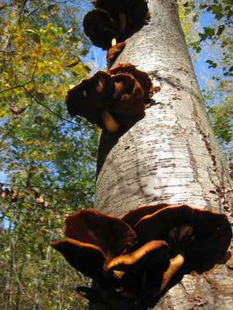 Shelf Mushrooms Growing Up the Side of a Treeの写真素材