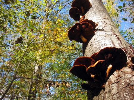 Shelf Mushrooms Growing Up the Side of a Treeの写真素材