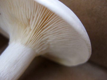 Intricate Patterning on the Underside of a Mushroom Capの写真素材