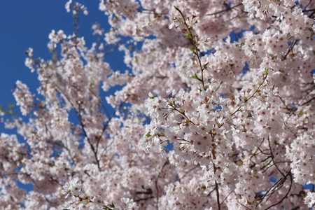 Clusters of Pink Cherry Blossoms Flowering in Springの写真素材