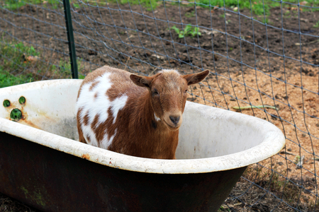 Goats on the Farm and in the Tubの写真素材