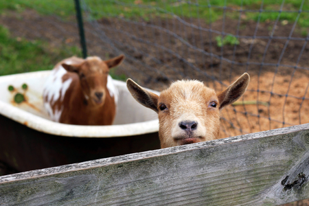 Goats on the Farm and in the Tubの写真素材
