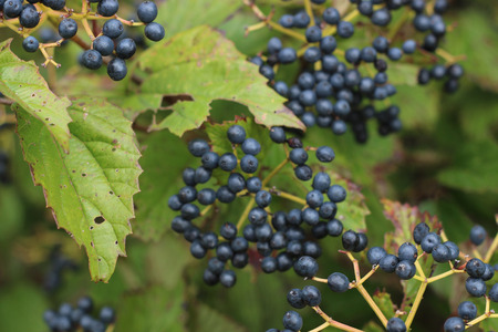 Blueberries on the Bush in Early Autumnの写真素材