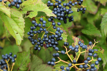 Blueberries on the Bush in Early Autumnの写真素材