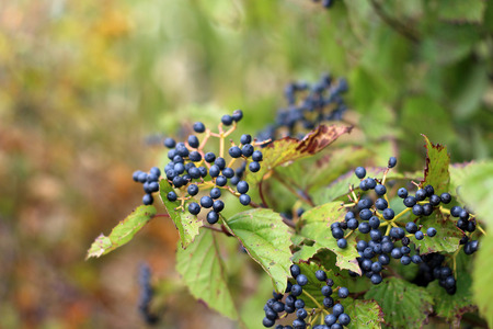 Blueberries on the Bush in Early Autumnの写真素材