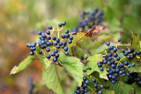 Blueberries on the Bush in Early Autumnの写真素材