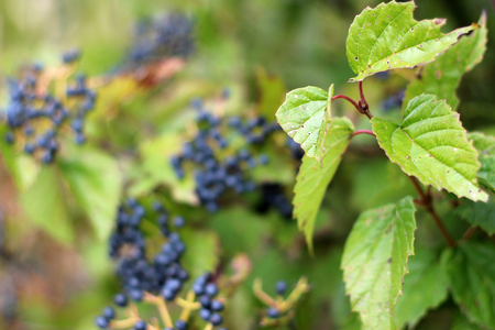 Blueberries on the Bush in Early Autumnの写真素材