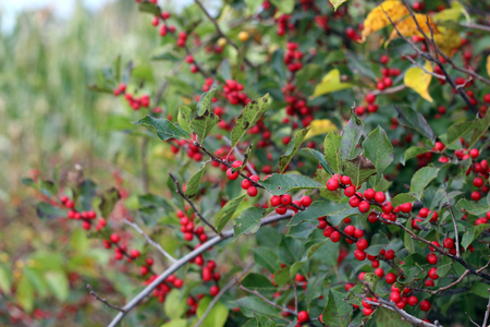 Red Berries on a Bush in Autumnの写真素材