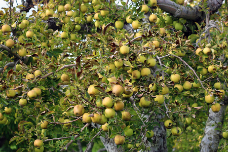 Green, Brown and Yellow Apples on the Tree in Autumnの写真素材
