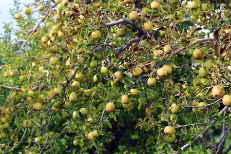 Green, Brown and Yellow Apples on the Tree in Autumnの写真素材