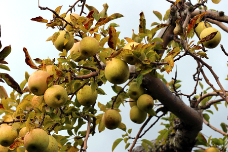 Photo of apples on the Tree in Autumnの写真素材