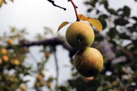 Photo of apples on the Tree in Autumnの写真素材