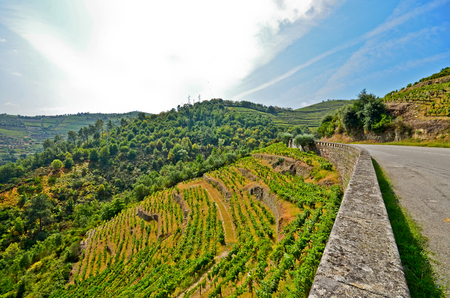 Douro Valley: Vineyards and small village near Peso da Regua, Portugalの写真素材