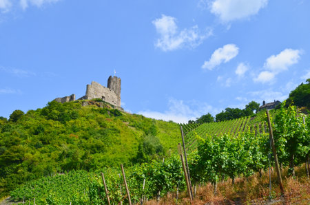 Moselle Valley Germany: View to vineyards and ruins of Landshut castle near Bernkastel-Kues, Europeのeditorial素材