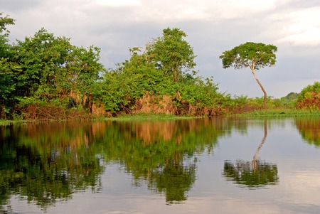 Amazon rainforest: Landscape along the shore of Amazon River near Manaus, Brazil South Americaの写真素材