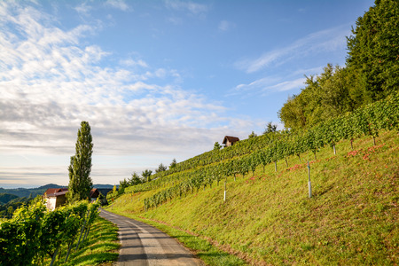 Vineyards along the South Styrian Wine Road in autumn, Austria Europeの写真素材