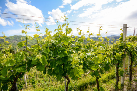 Vineyards with grape vines in early summer in Italyの写真素材