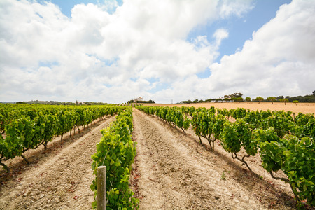 Old vineyards with red wine grapes in the Alentejo wine region near Evora, Portugal Europeの写真素材