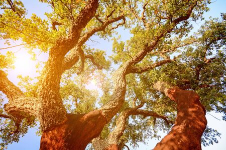 Harvested trunk of an old cork oak tree (Quercus suber) in evening sun, Alentejo Portugal Europe