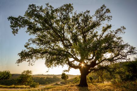 Old Cork oak tree (Quercus suber) in evening sun, Alentejo Portugal Europeの写真素材