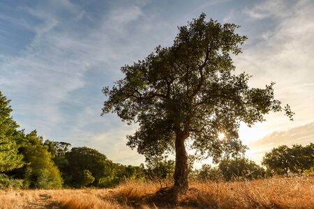 Beautiful rural portuguese landscape with Old Cork oak tree (Quercus suber) in evening sun, Alentejo...