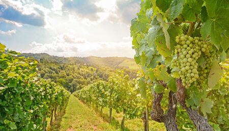 Vines in a vineyard with white wine grapes in summer, hilly agricultural landscape near winery at wine road, Styria Austriaの写真素材